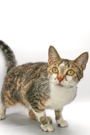 Blossom, Adult Female Domestic Short Hair