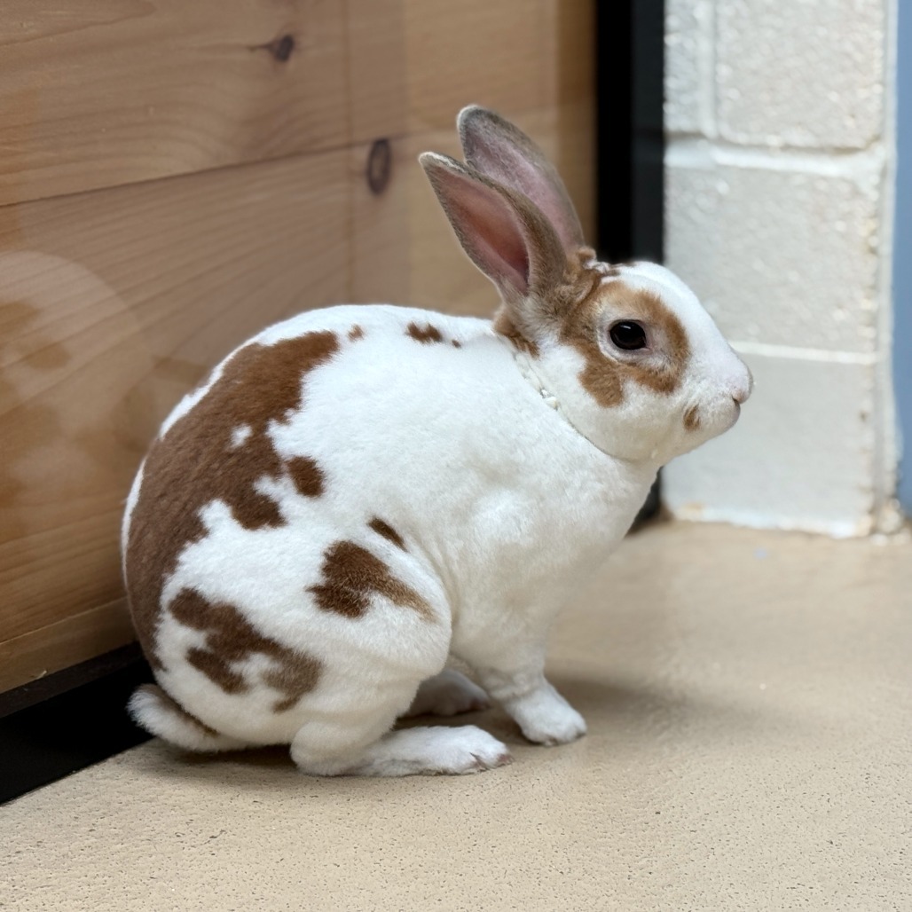 Cinna Bunn