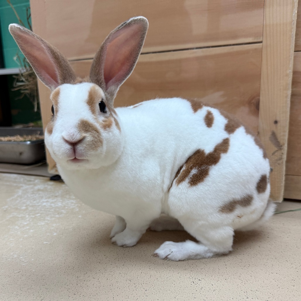 Cinna Bunn