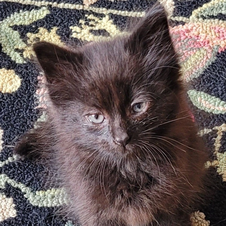 NoBe, an adoptable Domestic Medium Hair in Coos Bay, OR, 97420 | Photo Image 2
