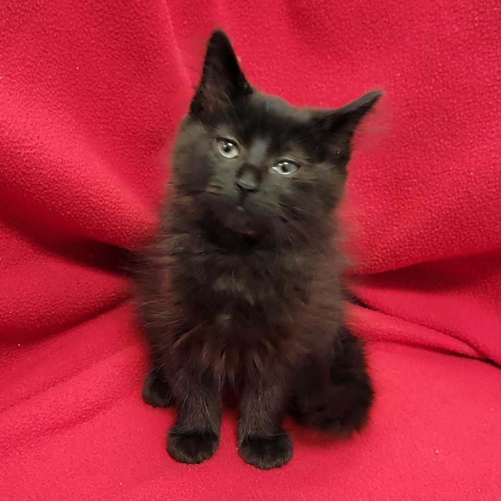 NoBe, an adoptable Domestic Medium Hair in Coos Bay, OR, 97420 | Photo Image 3