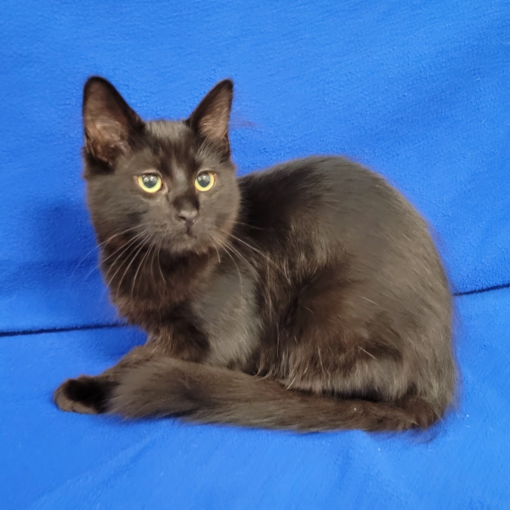 NoBe, an adoptable Domestic Medium Hair in Coos Bay, OR, 97420 | Photo Image 4
