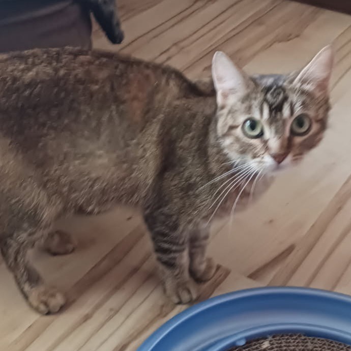 Penny, an adoptable Domestic Short Hair in Coos Bay, OR, 97420 | Photo Image 4