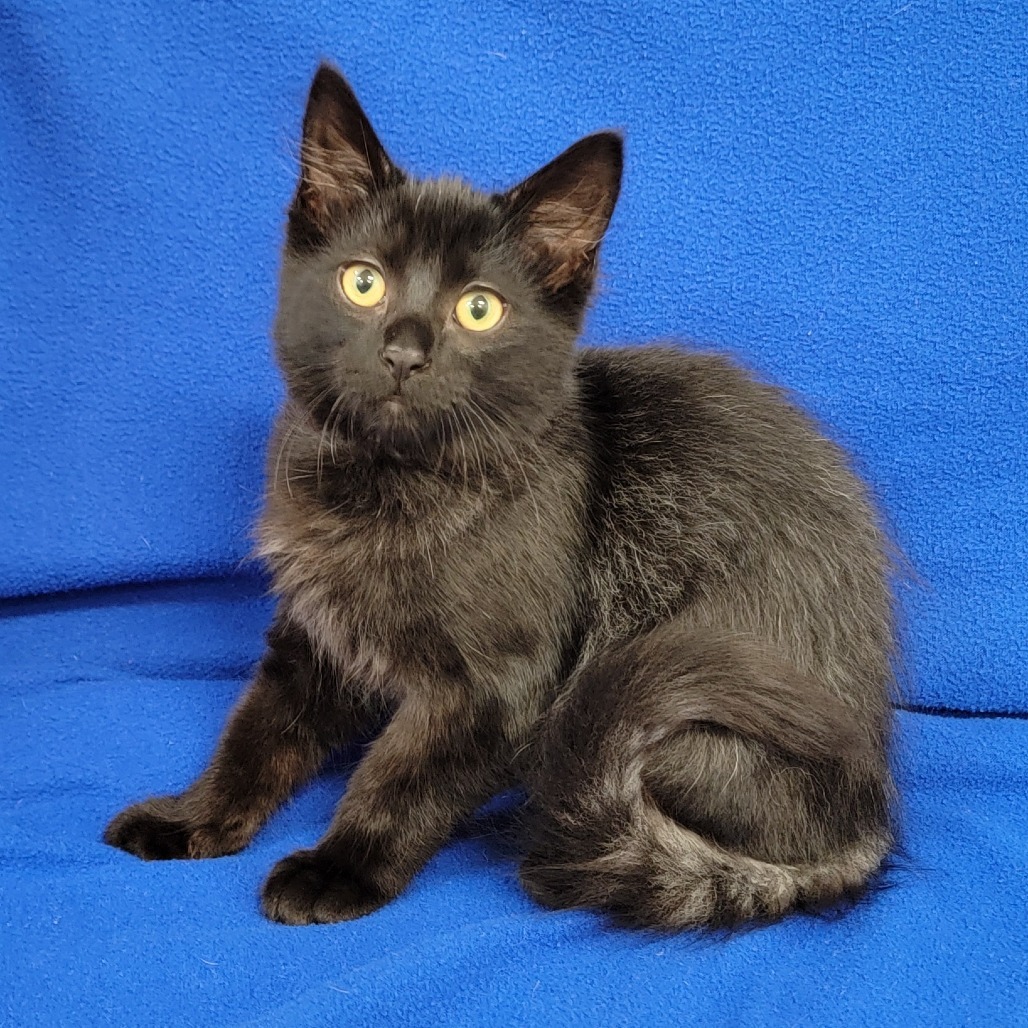 Metro, an adoptable Domestic Medium Hair in Coos Bay, OR, 97420 | Photo Image 1