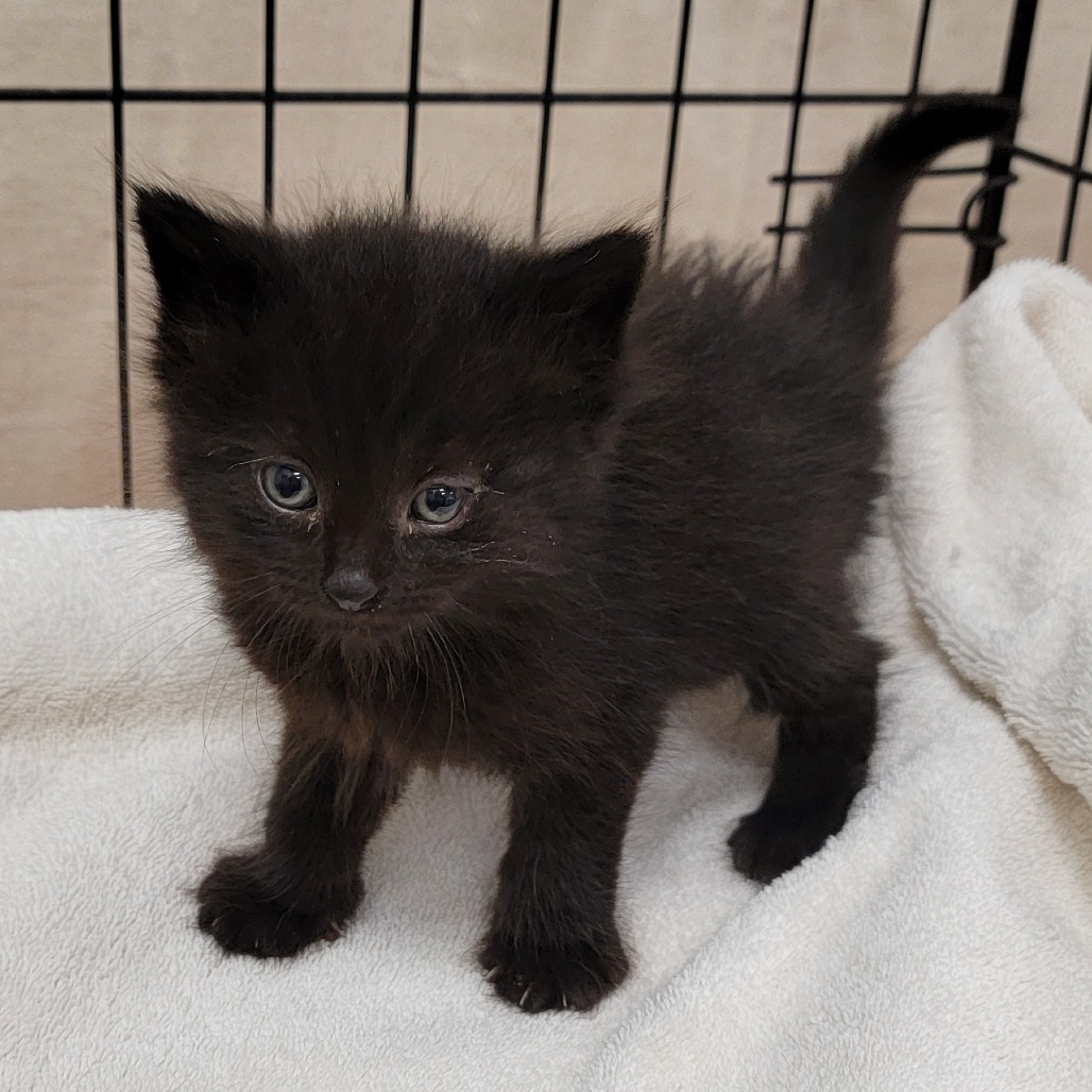 Metro, an adoptable Domestic Medium Hair in Coos Bay, OR, 97420 | Photo Image 2