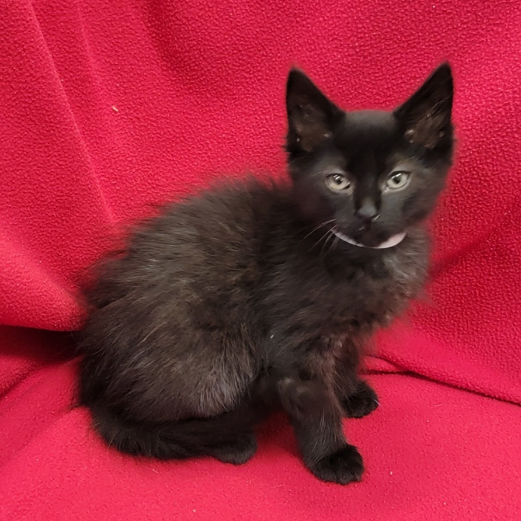 Metro, an adoptable Domestic Medium Hair in Coos Bay, OR, 97420 | Photo Image 4