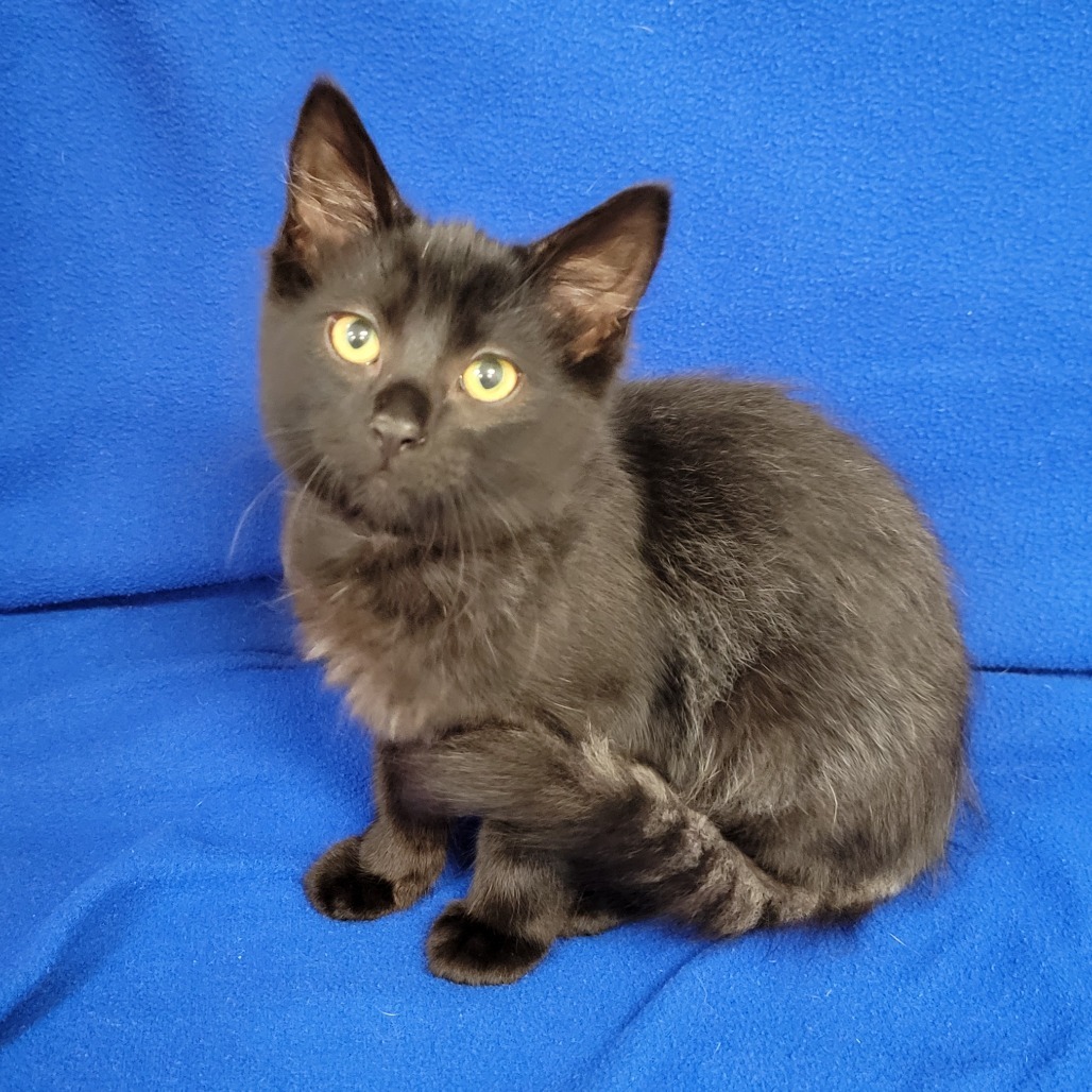 Metro, an adoptable Domestic Medium Hair in Coos Bay, OR, 97420 | Photo Image 5