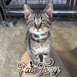 Fat Tony, Baby Male Domestic Short Hair