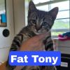 Fat Tony photo 2
