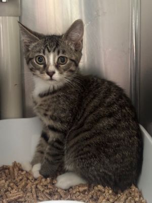 Thing 3 Domestic Short Hair Cat