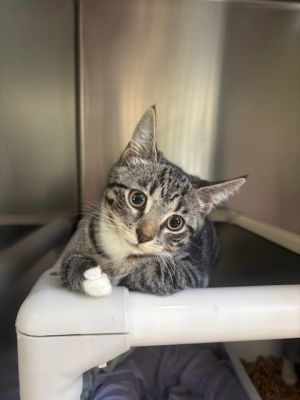 Thing 2 Domestic Short Hair Cat