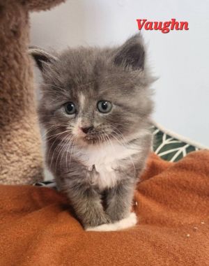 Vaughn, Baby Male Domestic Medium Hair