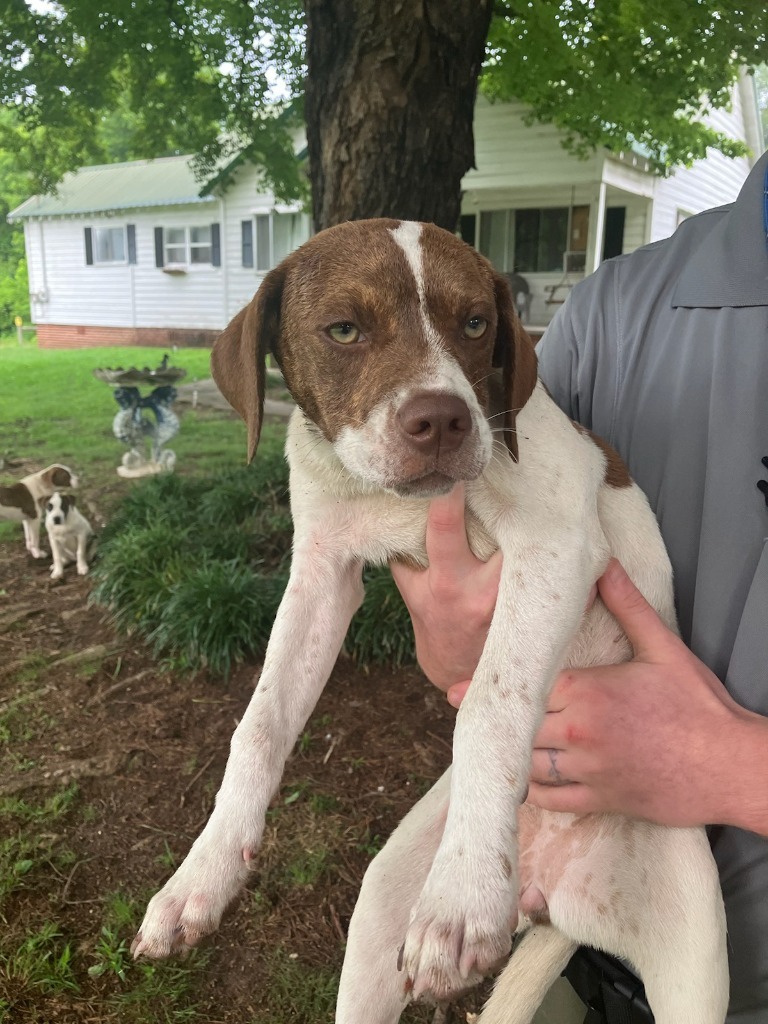 Cali-Adoptable Awaiting S/N