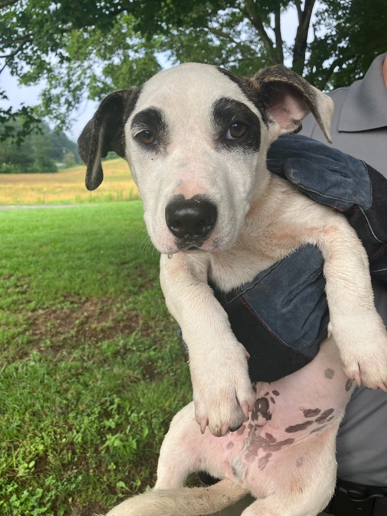 Batman-Adoptable Awaiting S/N