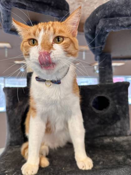 Taco