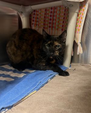 Artis, Adult Female Domestic Short Hair