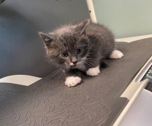 Pistachio, Baby Male Domestic Short Hair