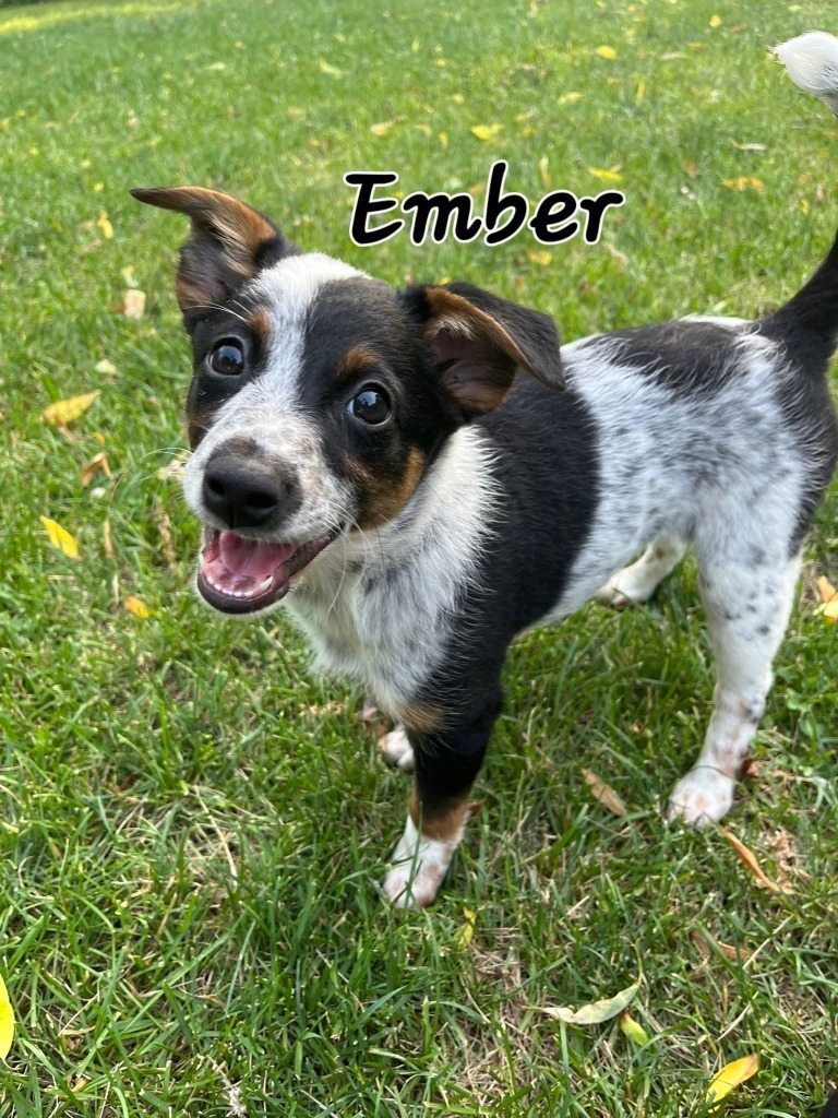 Ember