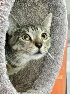 Junior, Young Male Domestic Short Hair