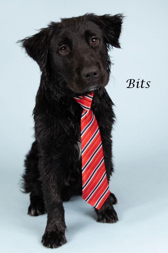 Bits