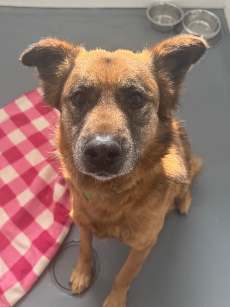Sexy Rexy, an adoptable Shepherd in Winnipeg, MB, R3H 0M1 | Photo Image 1