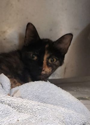 Rose, Adult Female Domestic Short Hair