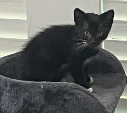 Elvis