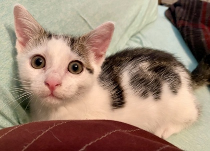 Axel