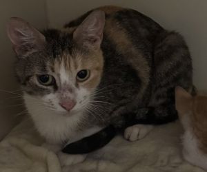 Hotgirl [Foster], Adult Female Domestic Short Hair