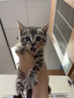 Yeet [Foster], Baby Female Domestic Short Hair