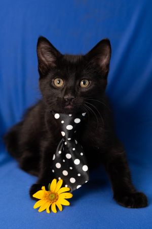 Tidbit, Baby Male Domestic Short Hair