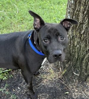 Seraphena Pit Bull Terrier Dog