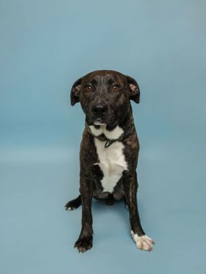 John Winston Mixed Breed Dog