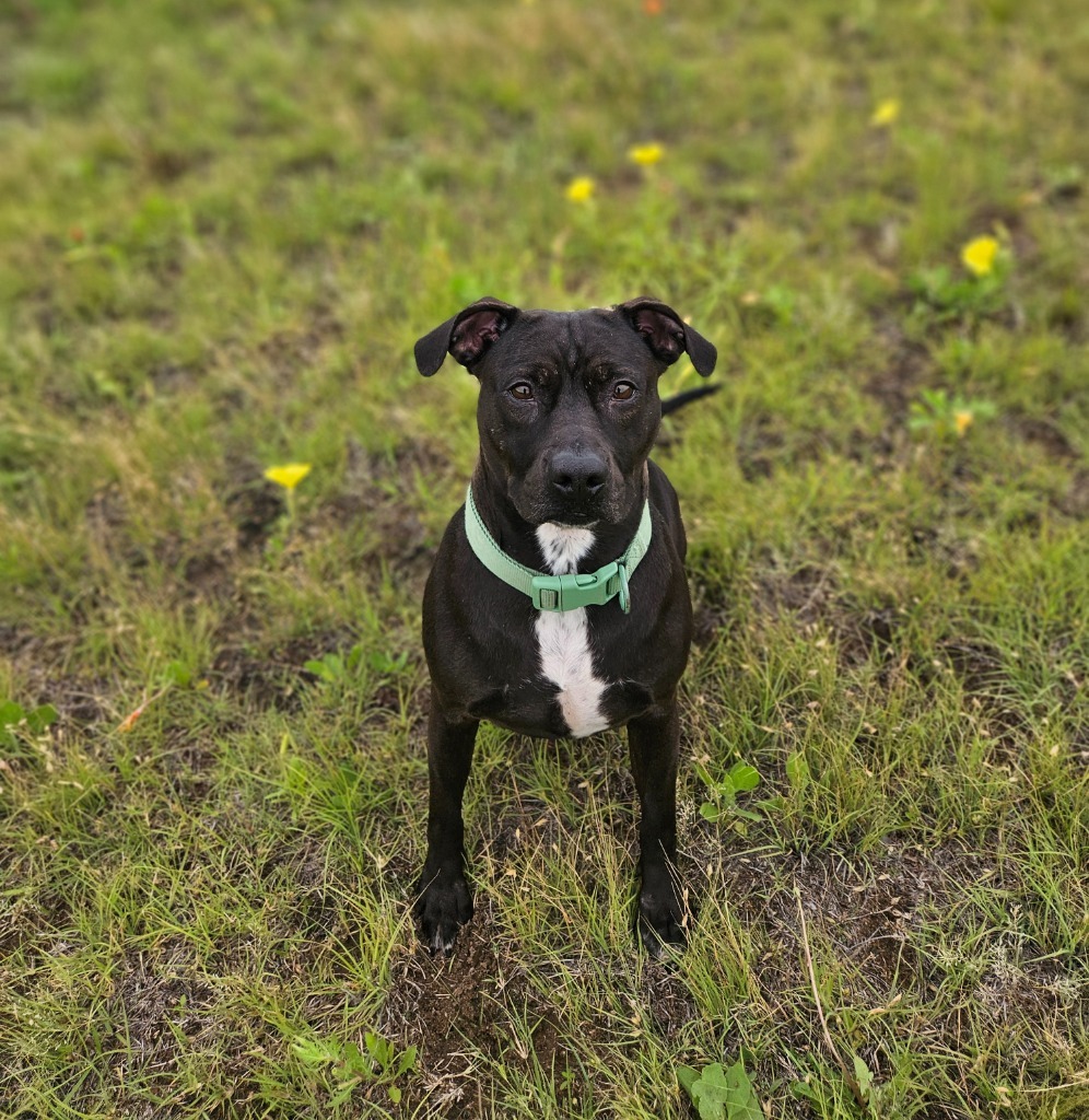Jeri, an adoptable Pit Bull Terrier in Pratt, KS, 67124 | Photo Image 1