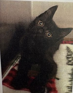 Cupcake, Baby Female Domestic Short Hair