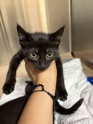 Strawberry Shortcake, Baby Female Domestic Short Hair