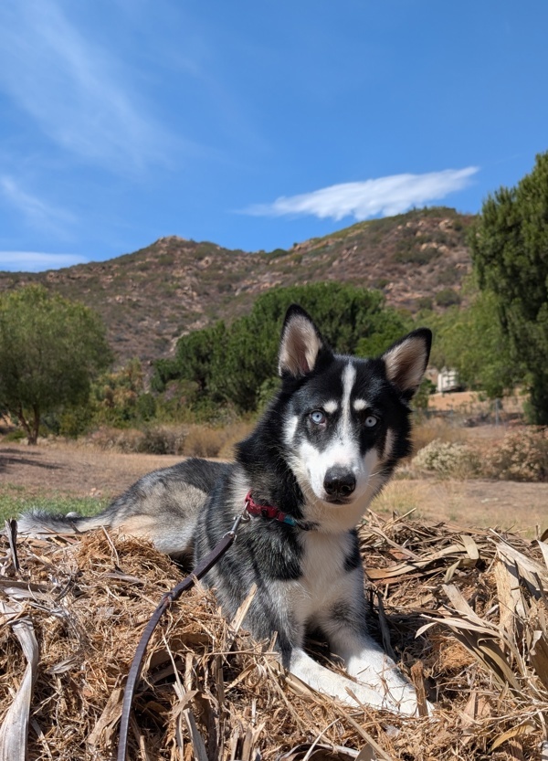Toby