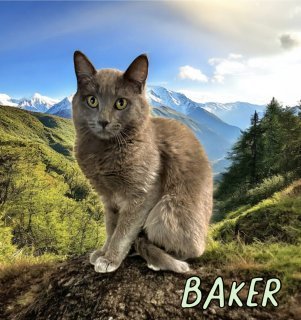 Baker 124541