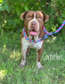 Cornelius 32952