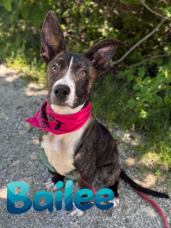 Bailee 32875