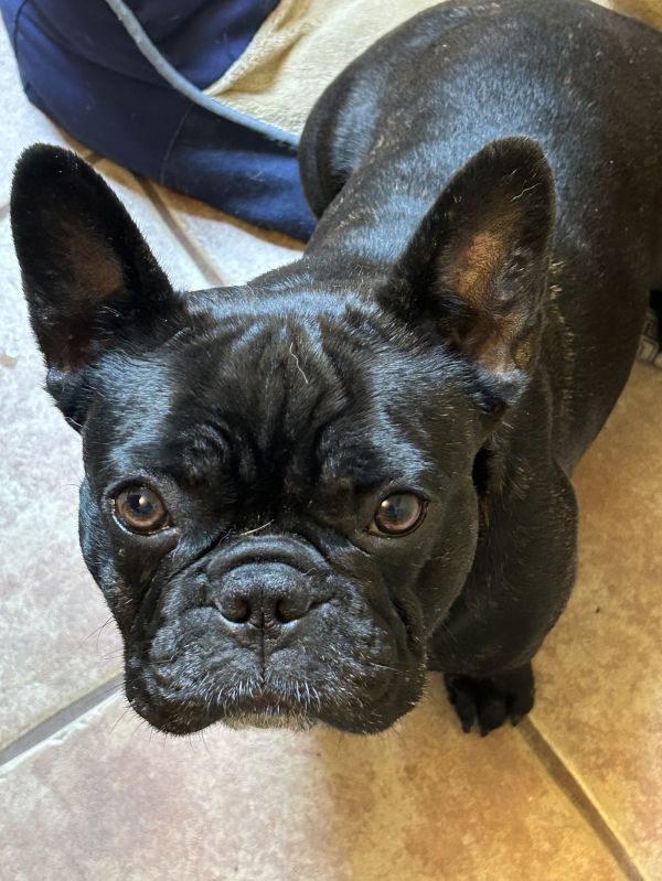 Frankie Nj photo 1