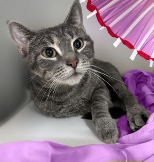 Kendyl, Adult Female Domestic Short Hair