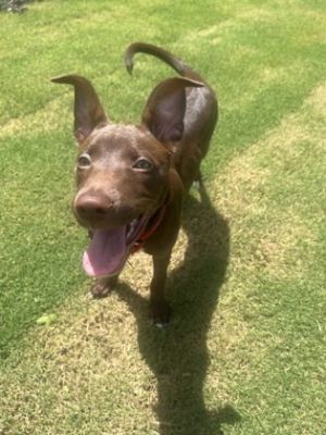 Meet Roo - Your New Best Snuggle Buddy Roo is a total sweetheart who has never met a stranger She