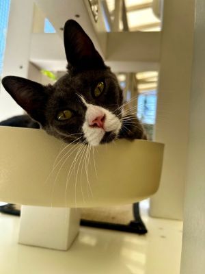 Hi my name is Lady Jane and Im a lovely social young kitty looking for a family Id love for