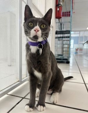 Hi my name is Lady Jane and Im a lovely social young kitty looking for a fami