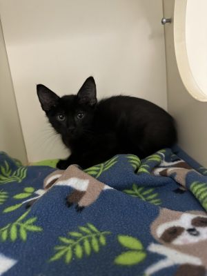 Primary Color Black Weight 24lbs Age 0yrs 3mths 0wks Animal has been Neutered