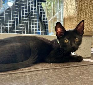Primary Color Black Weight 24lbs Age 0yrs 3mths 2wks Animal has been Neutere