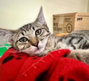 Primary Color Brown Tabby Weight 304lbs Age 0yrs 3mths 0wks Animal has been Neutered