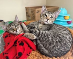 Primary Color Brown Tabby Weight 3lbs Age 0yrs 3mths 0wks Animal has been Neu