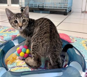 Primary Color Brown Tabby Weight 3lbs Age 0yrs 3mths 1wks Animal has been Neu
